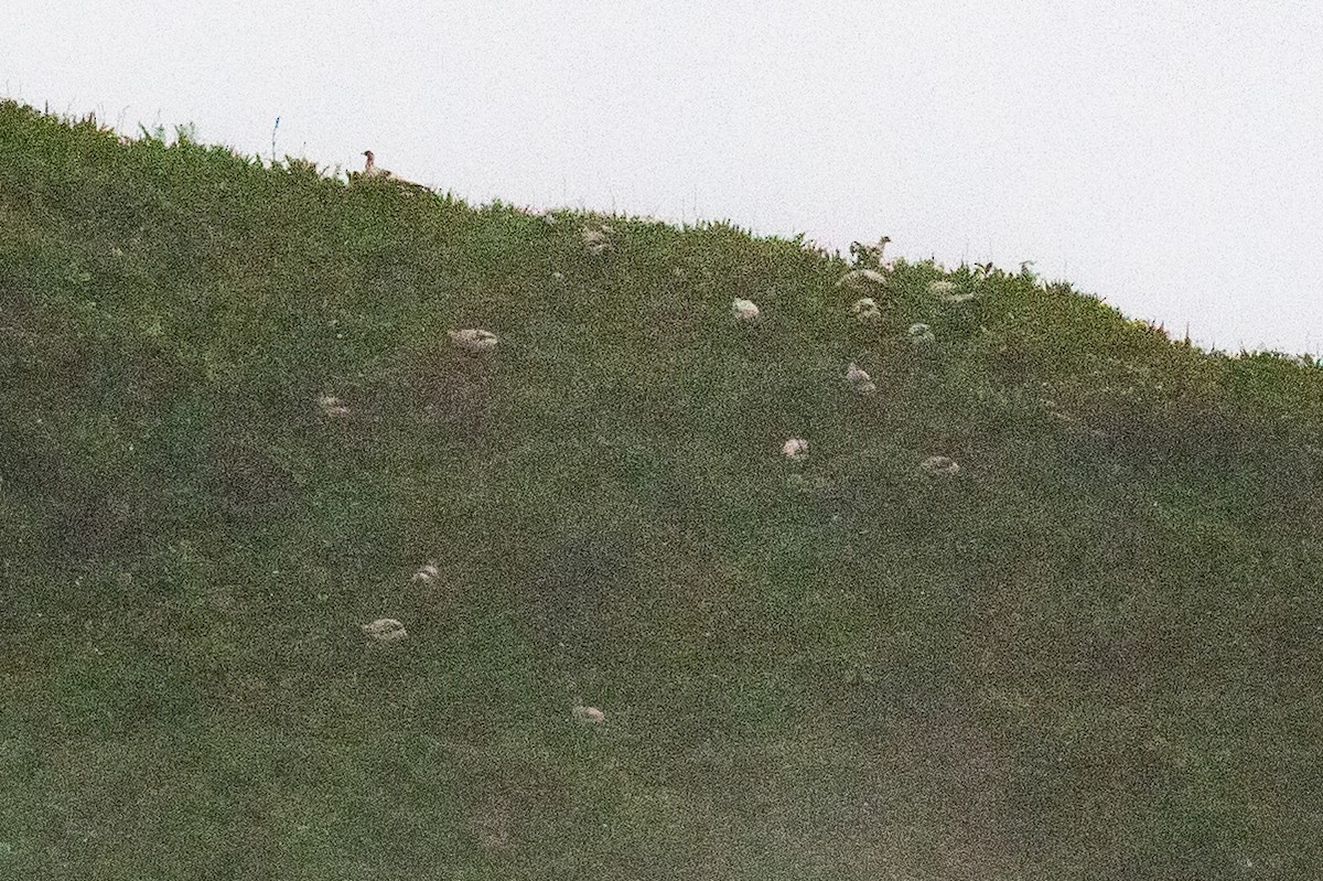 White Eared-Pheasant - ML621835267