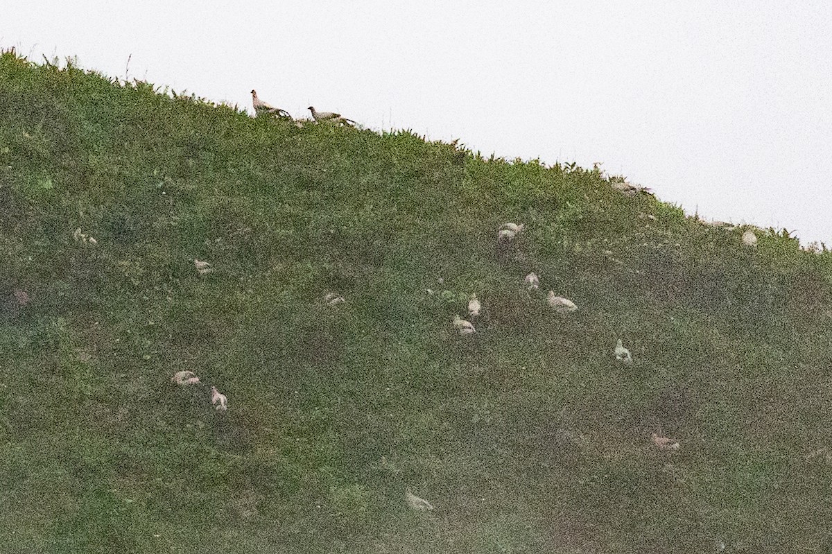 White Eared-Pheasant - ML621835268