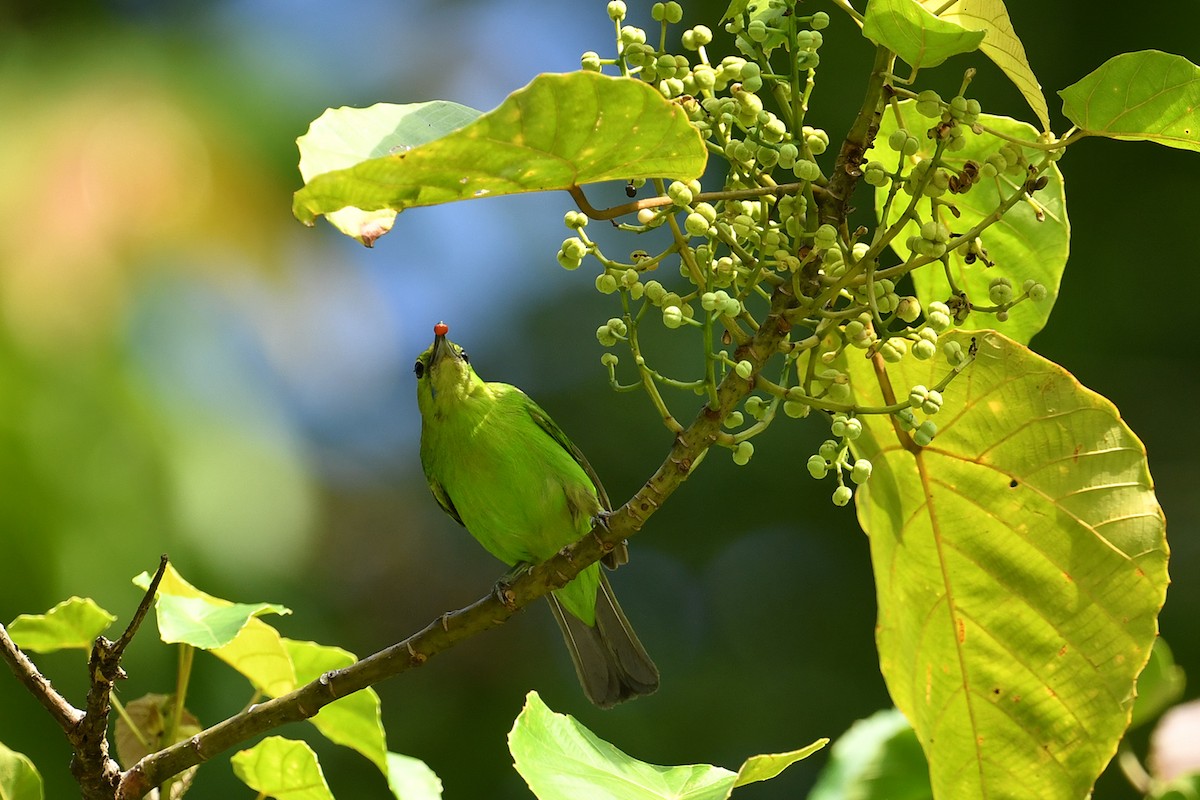 Blaubart-Blattvogel - ML621835395