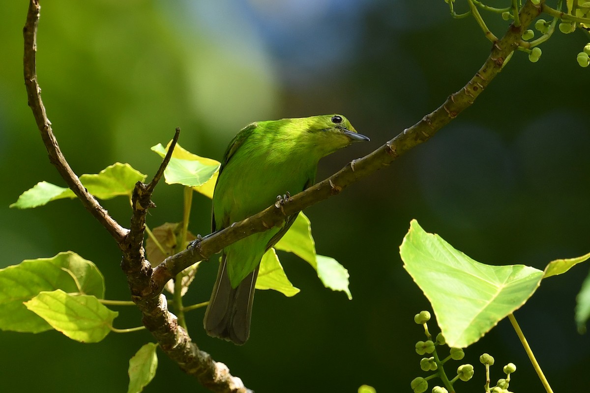 Lesser Green Leafbird - ML621835396