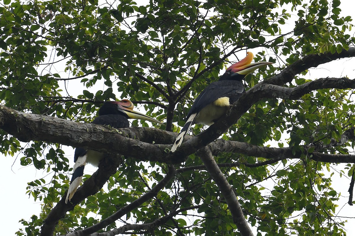 Rhinoceros Hornbill - ML621835421