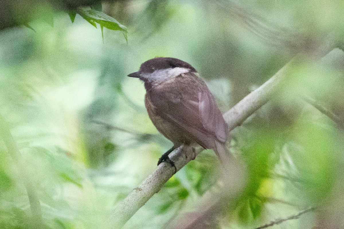 Sichuan Tit - ML621835489