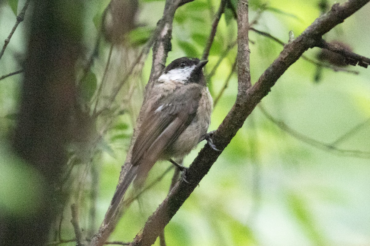 Sichuan Tit - ML621835492