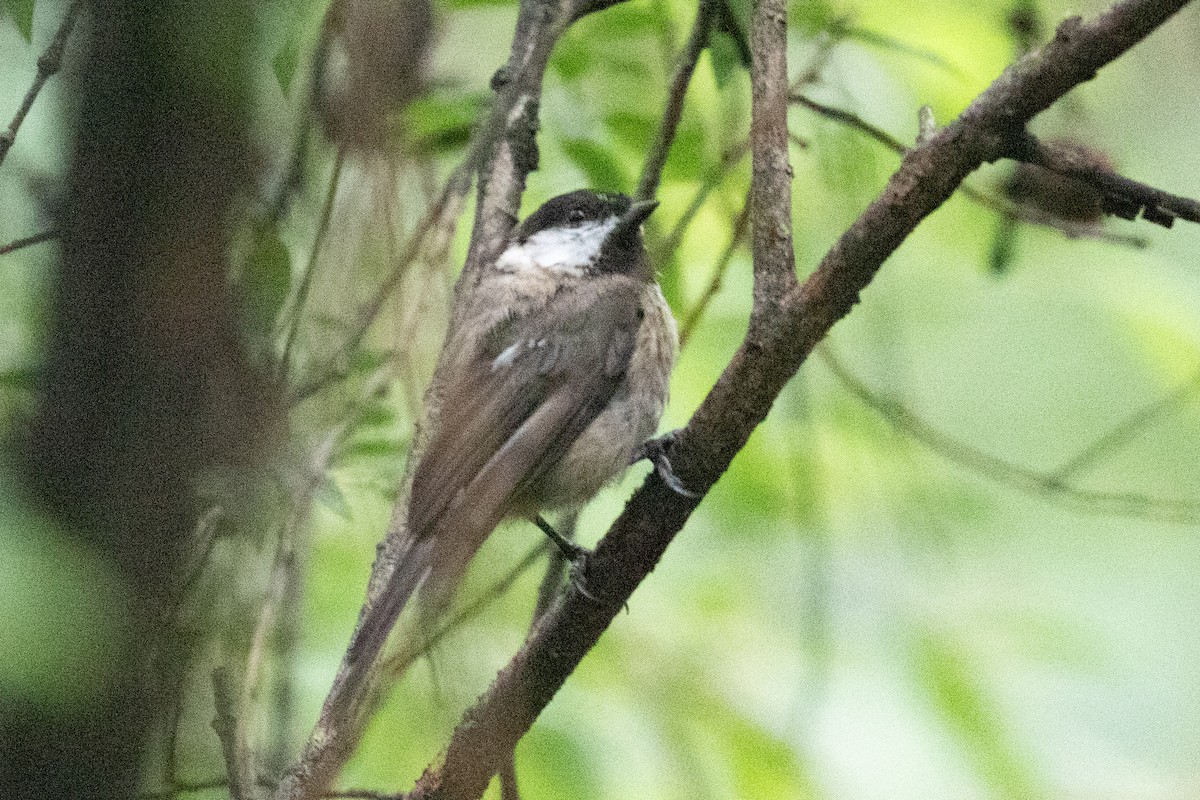 Sichuan Tit - ML621835493