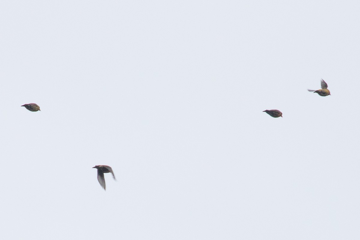 Bec-croisé des sapins (himalayensis) - ML621835495