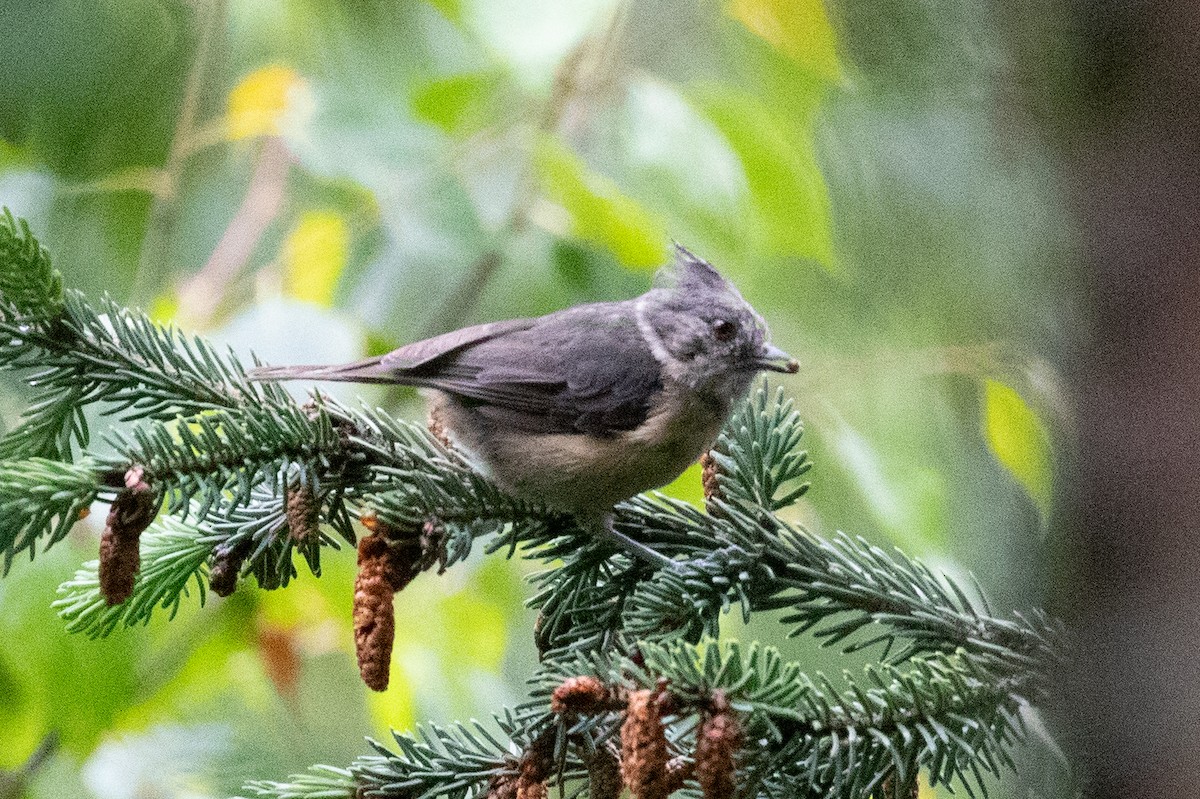 Gray-crested Tit - ML621835497