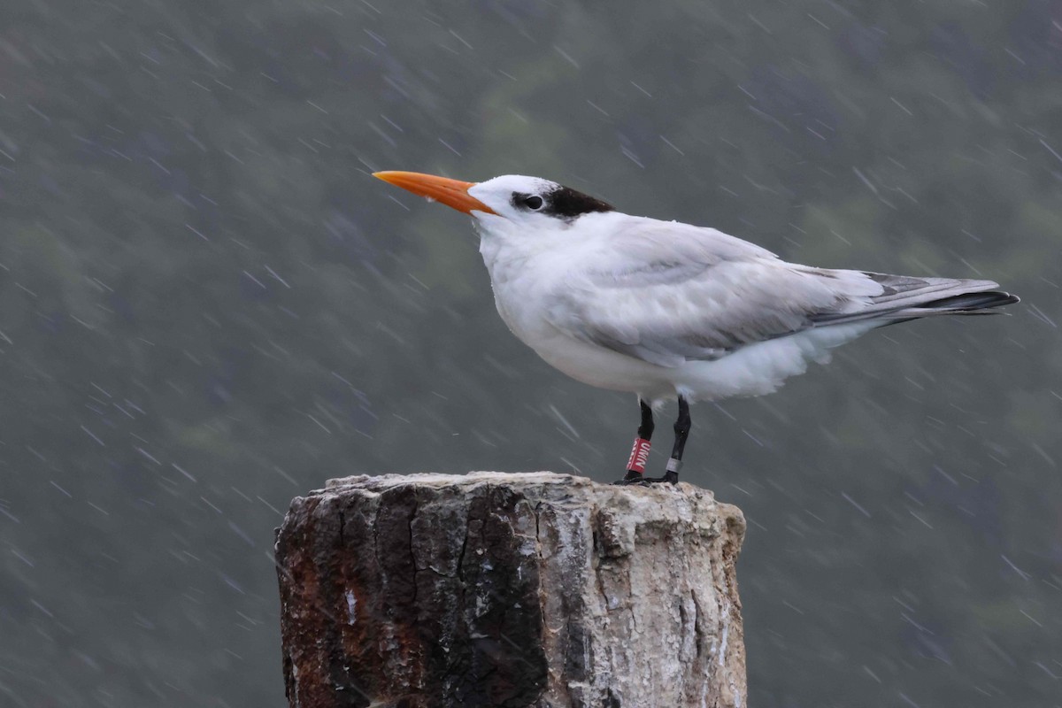 Royal Tern - ML621835544