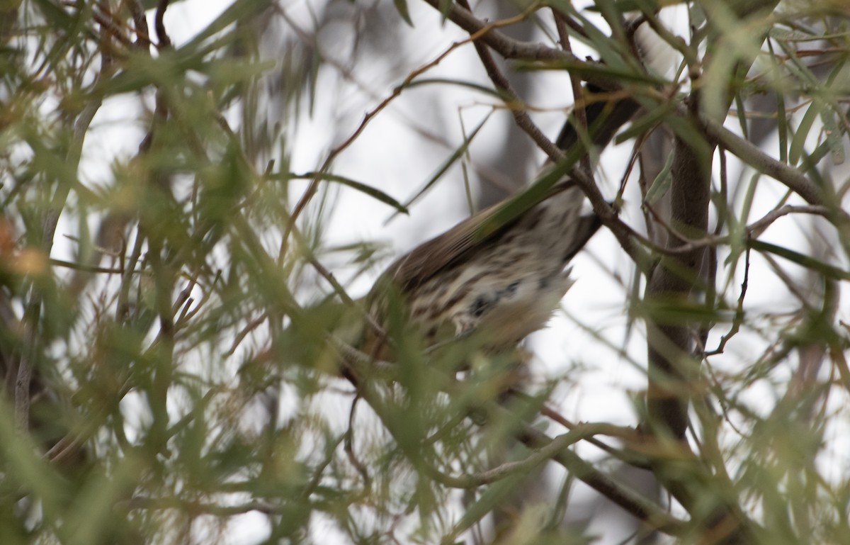 Spiny-cheeked Honeyeater - ML621835560