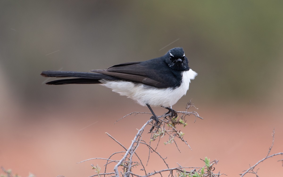 Willie-wagtail - ML621835566