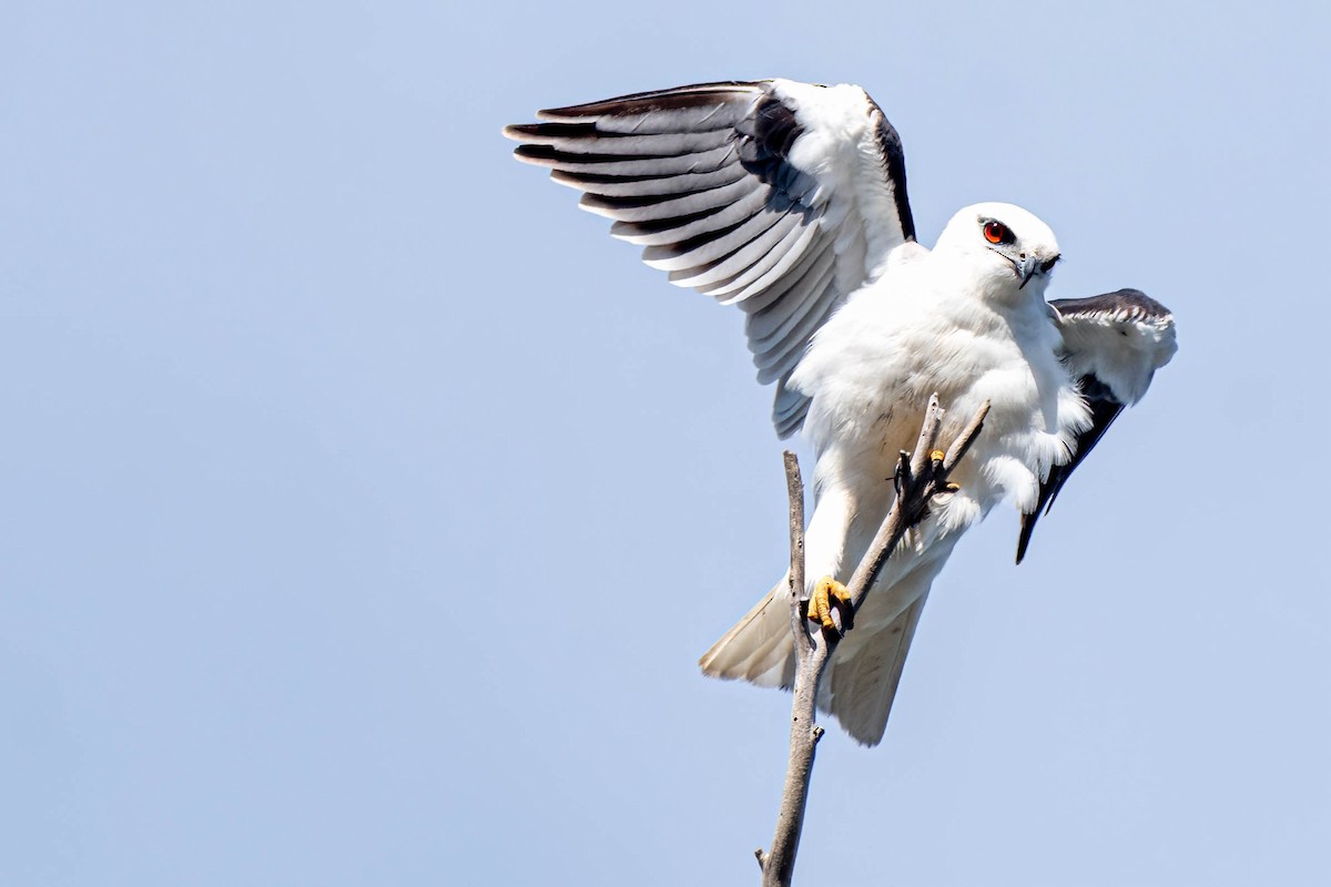 Black-shouldered Kite - ML621835594