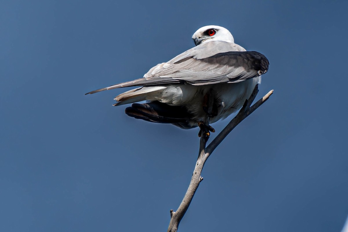 Black-shouldered Kite - ML621835595