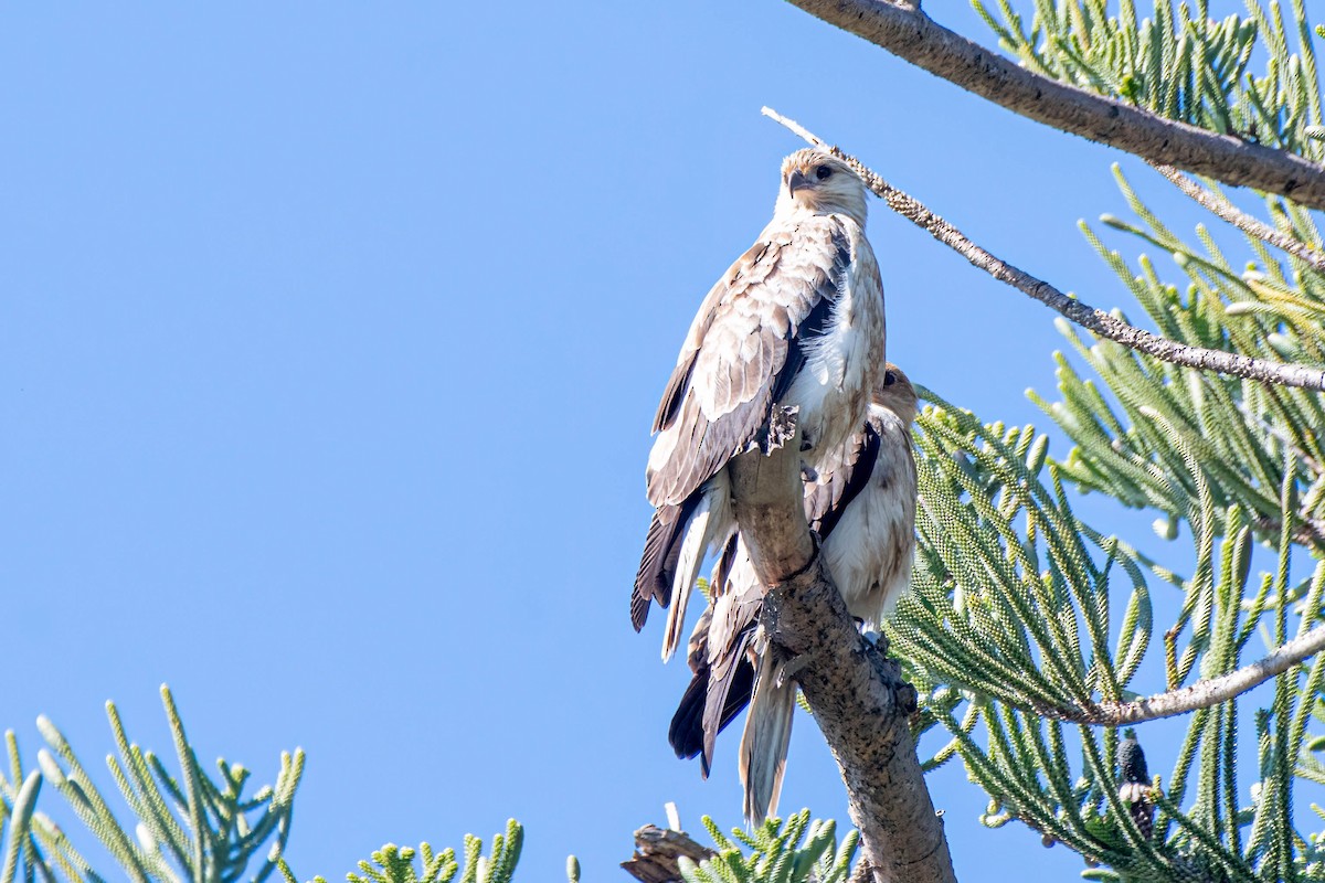 Whistling Kite - ML621835597