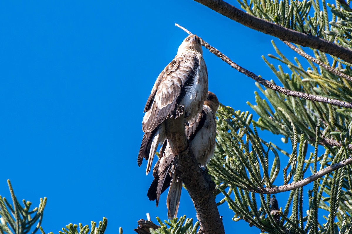 Whistling Kite - ML621835598