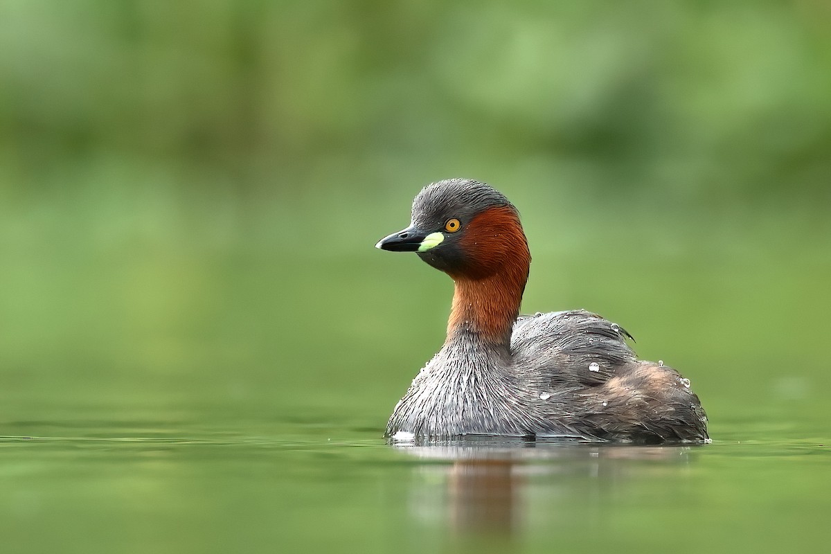 Little Grebe - ML621835664