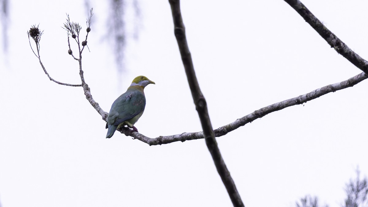 Pink-spotted Fruit-Dove - ML621835774