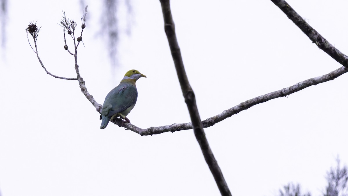 Pink-spotted Fruit-Dove - Robert Tizard