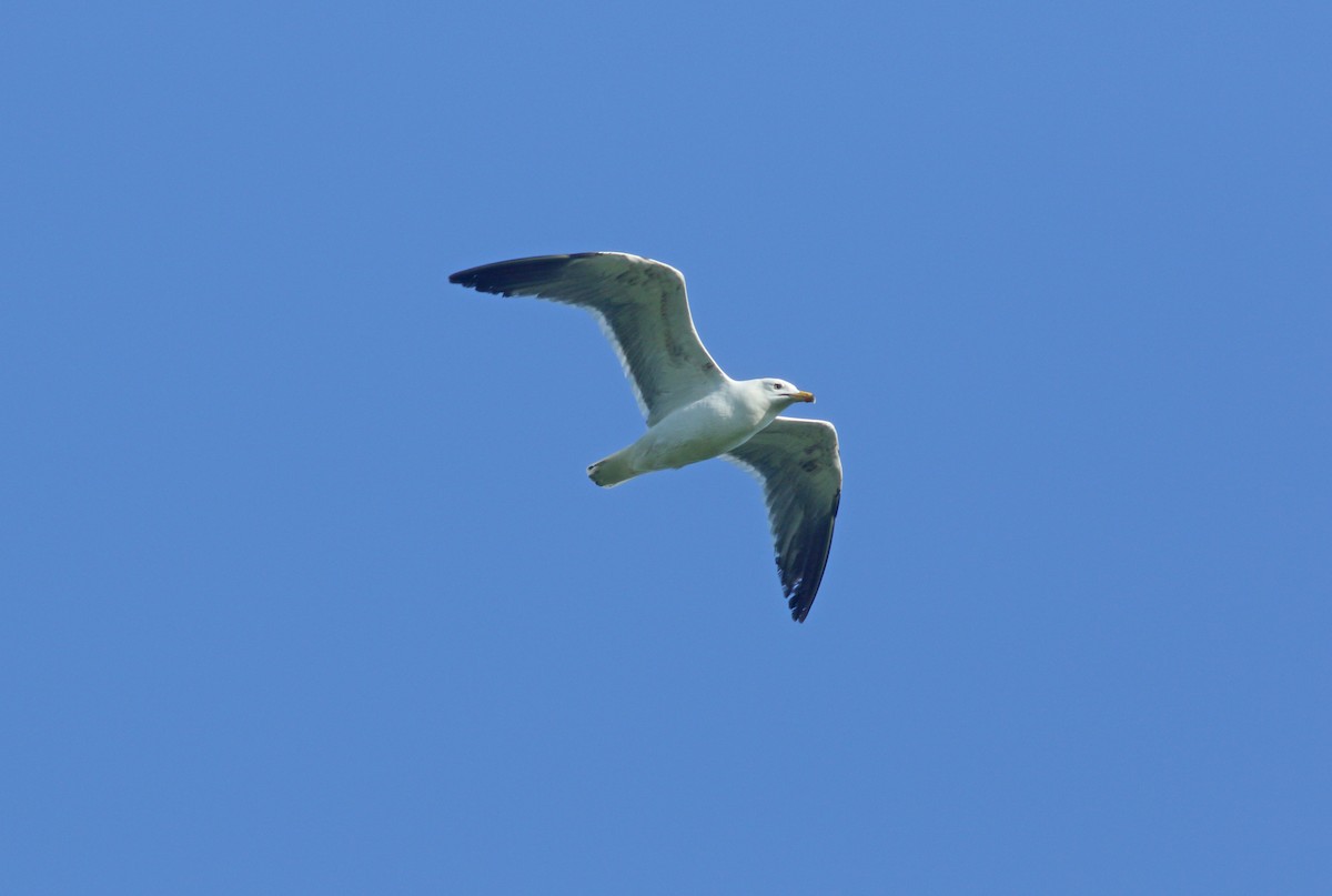 Gaviota Sombría - ML621835841