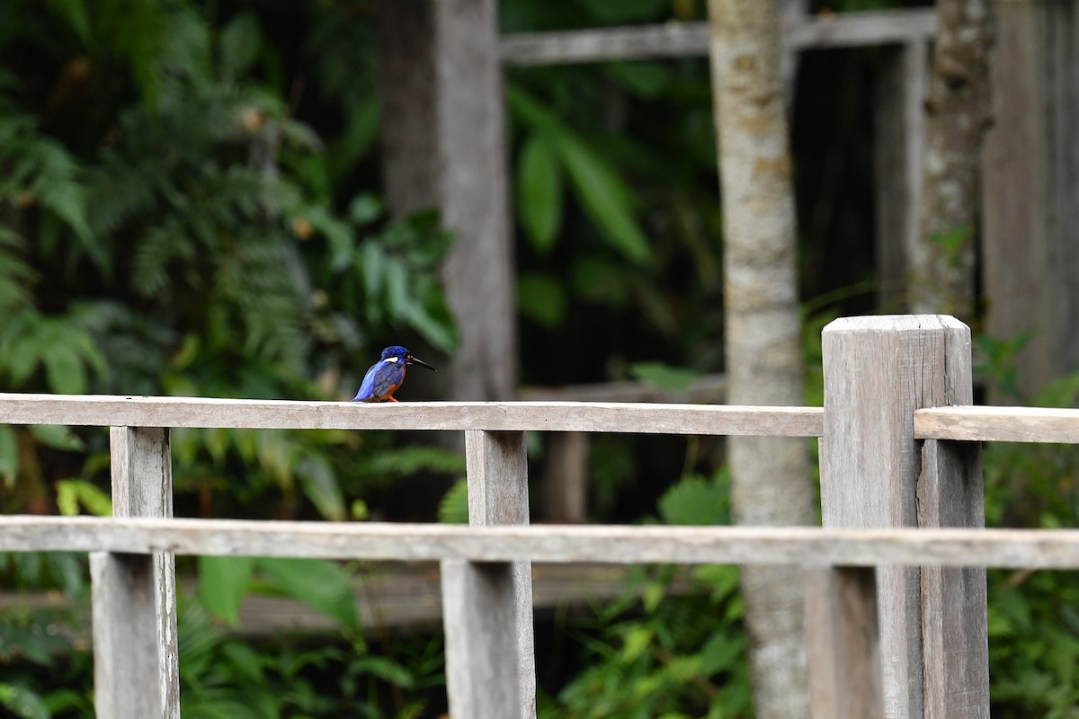Blue-eared Kingfisher - ML621835842