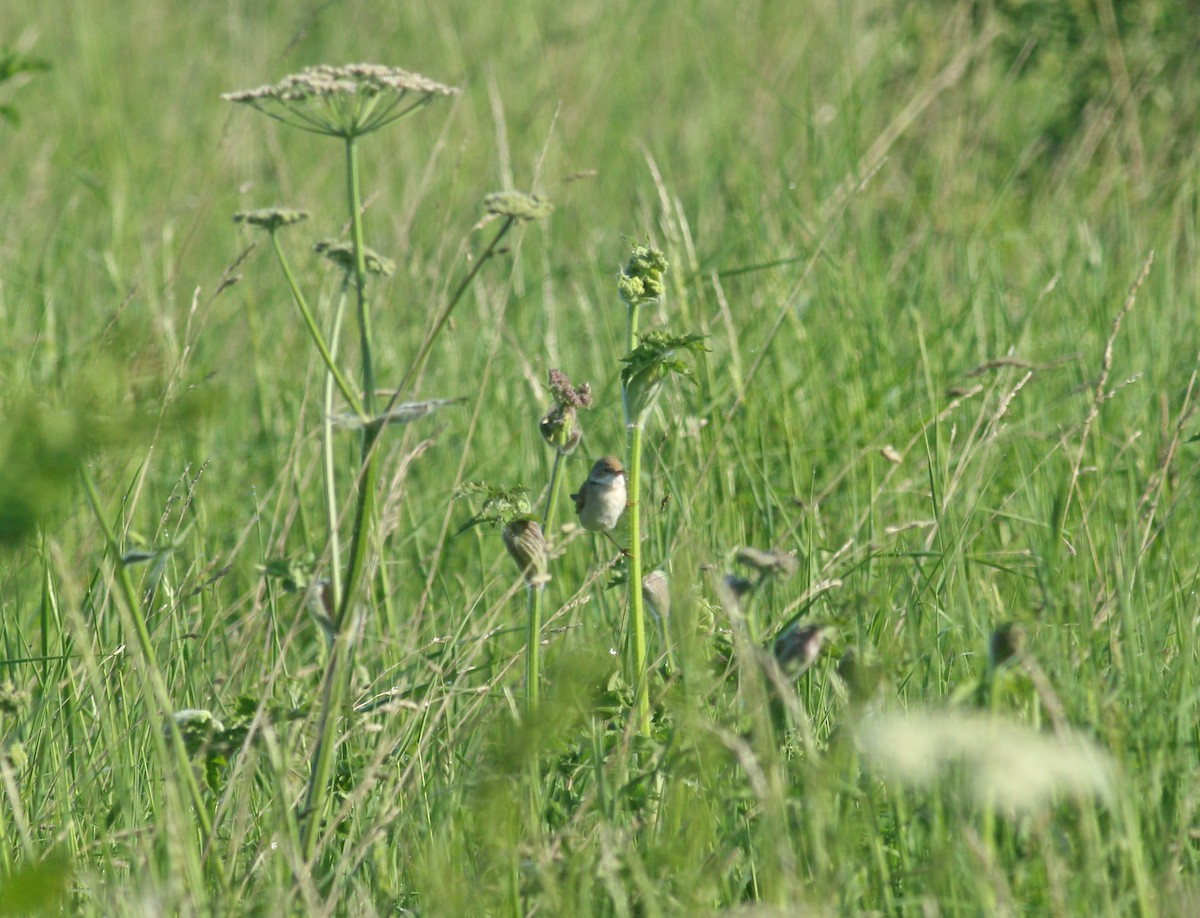 Greater Whitethroat - ML621835845