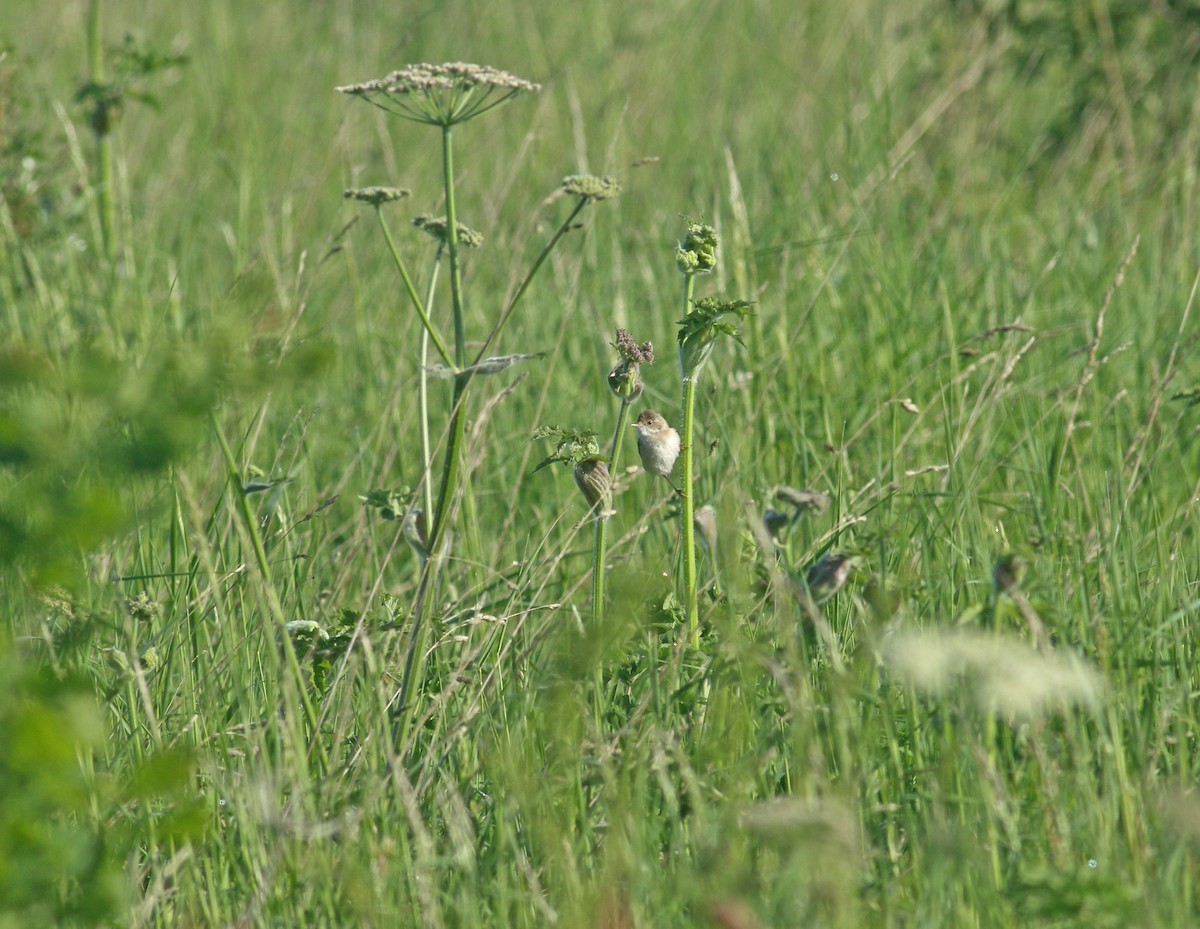 Greater Whitethroat - ML621835846