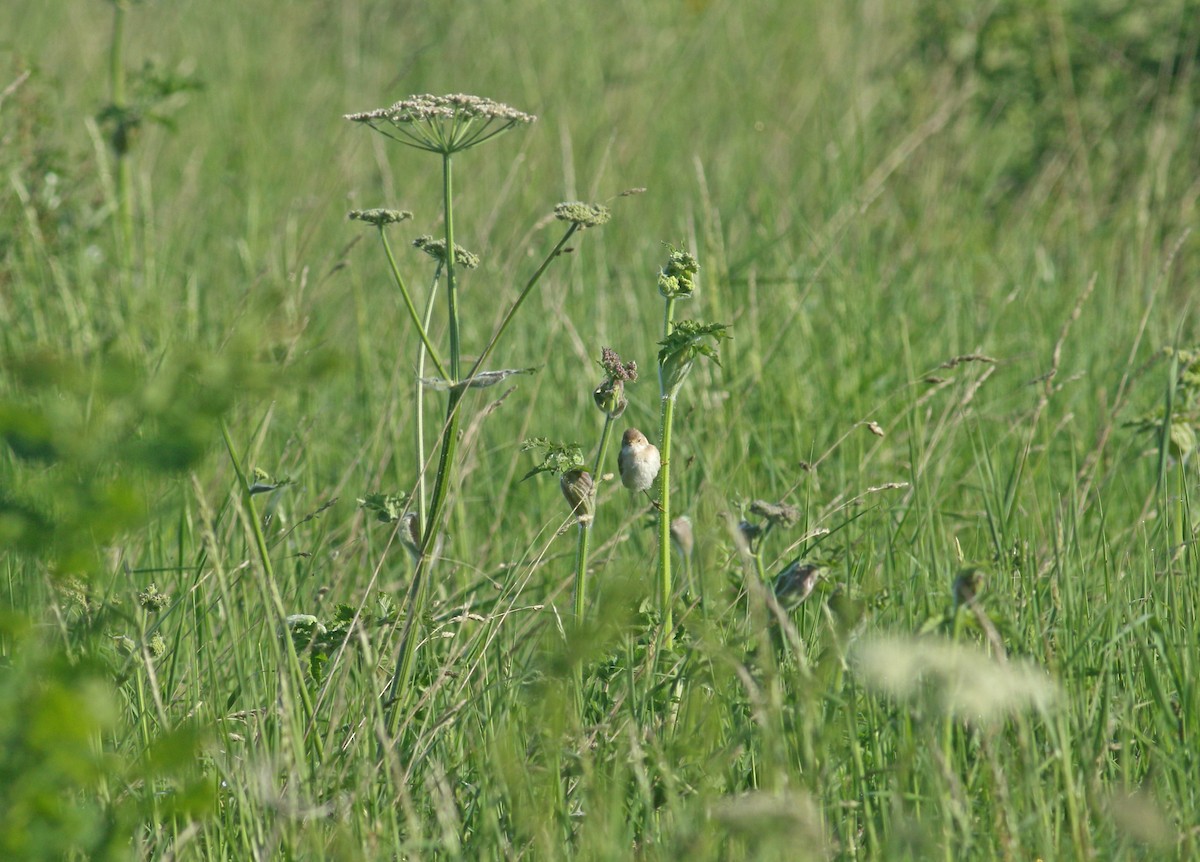 Greater Whitethroat - ML621835847