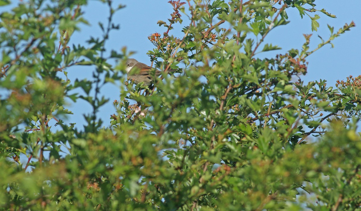 Greater Whitethroat - ML621835848