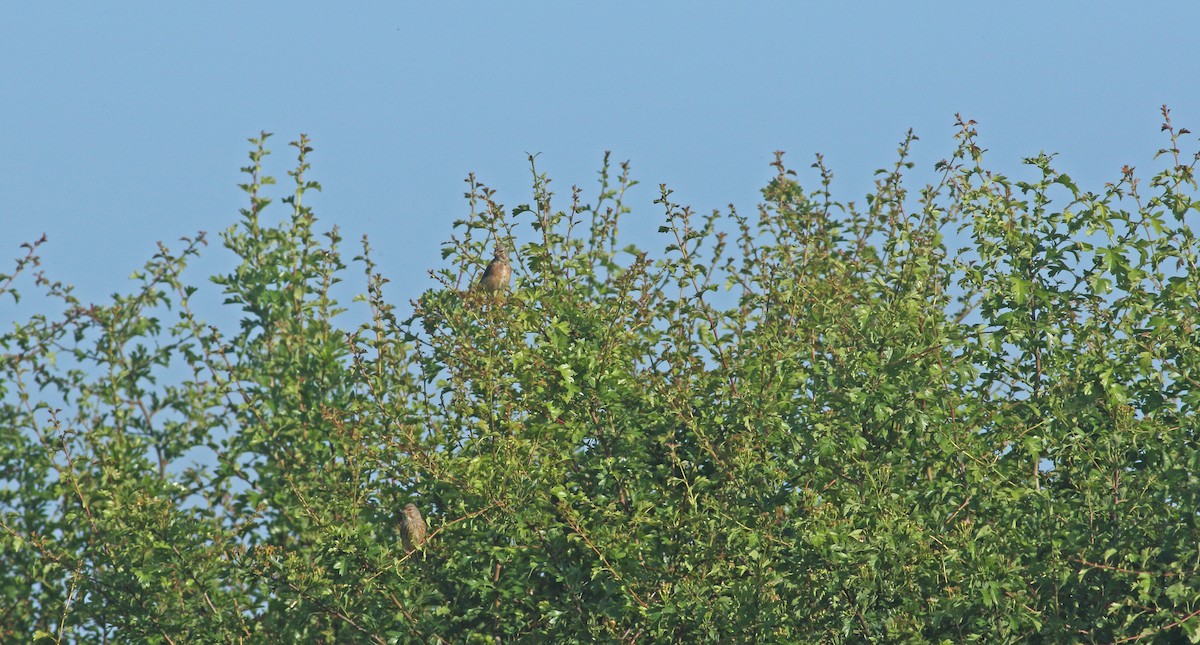 Eurasian Linnet - ML621835877