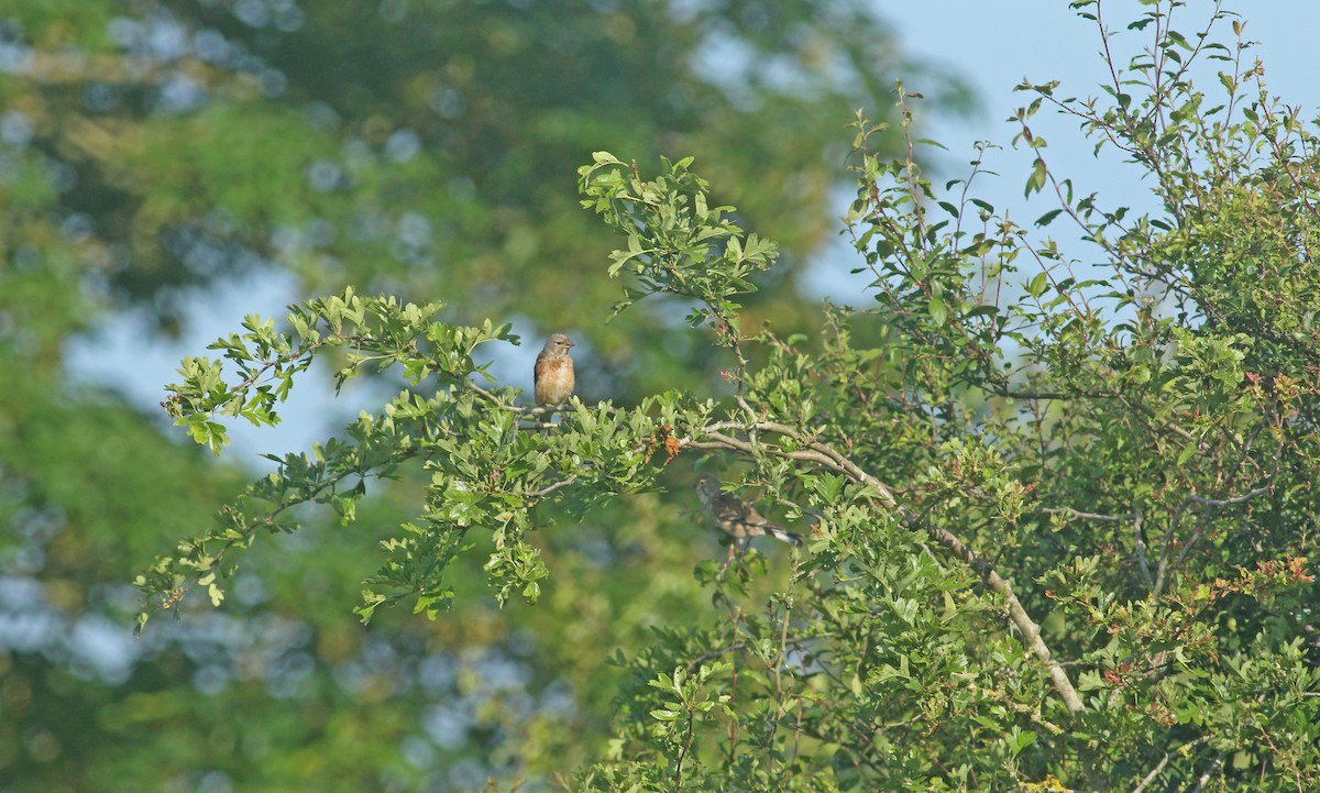 Eurasian Linnet - ML621835878