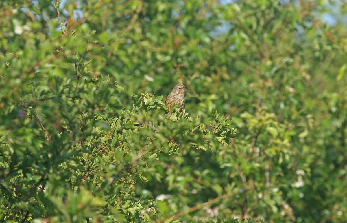 Eurasian Linnet - ML621835880