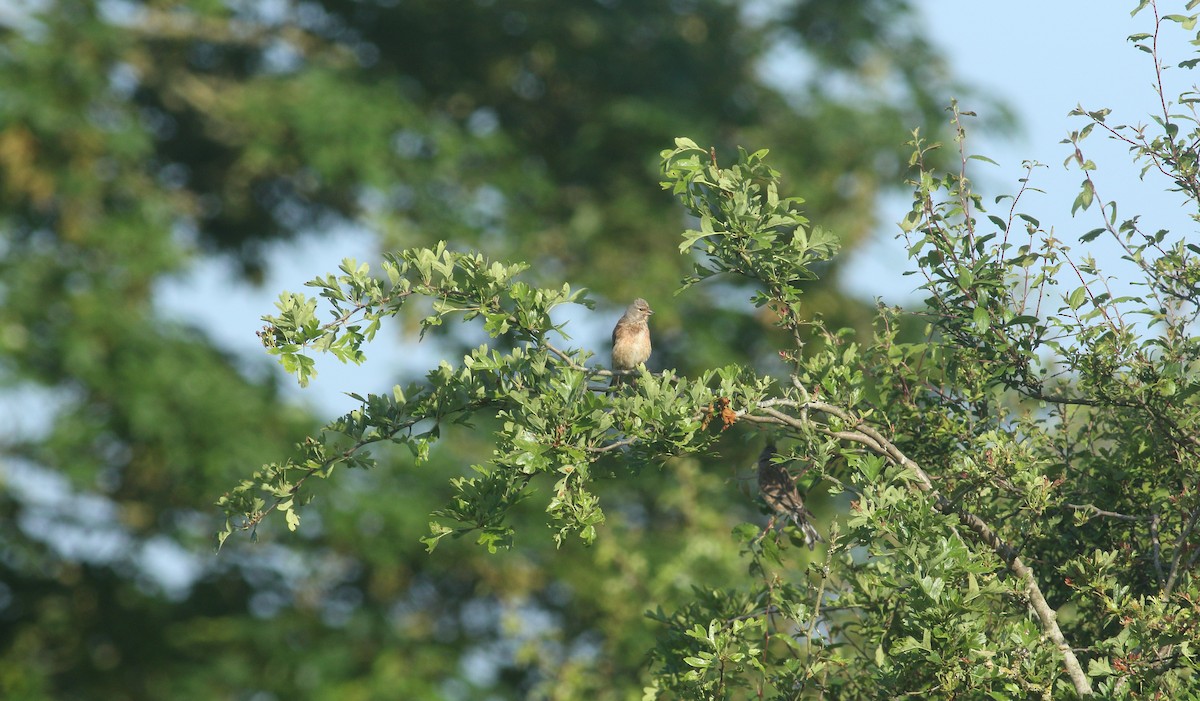 Eurasian Linnet - ML621835881