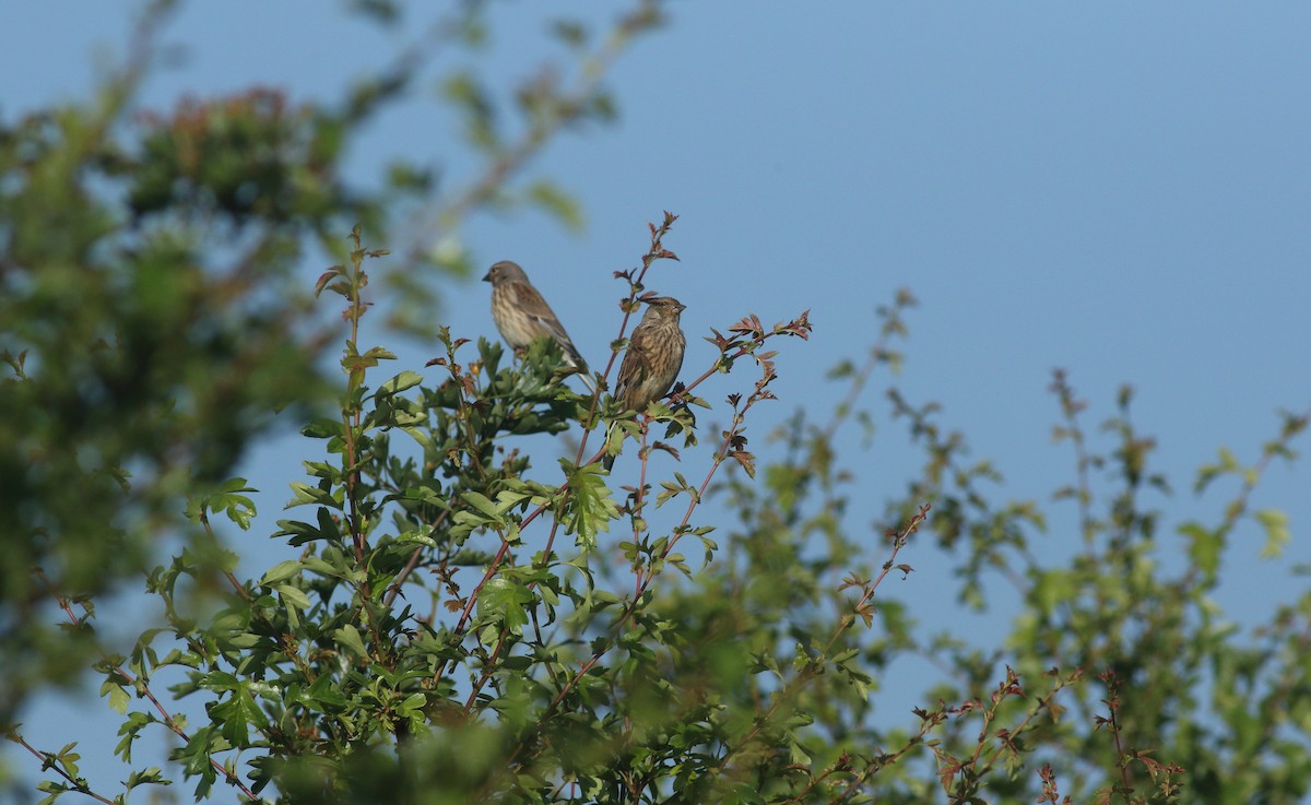 Eurasian Linnet - ML621835883