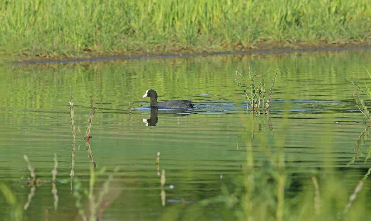 Eurasian Coot - ML621835888