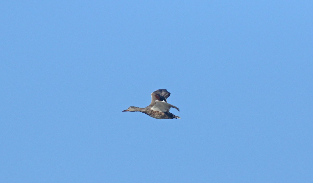 Gadwall - ML621835893