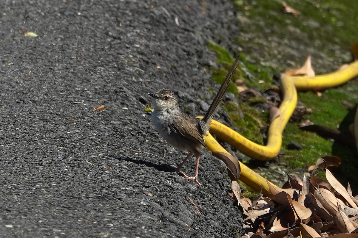 Striped Prinia - ML621835896