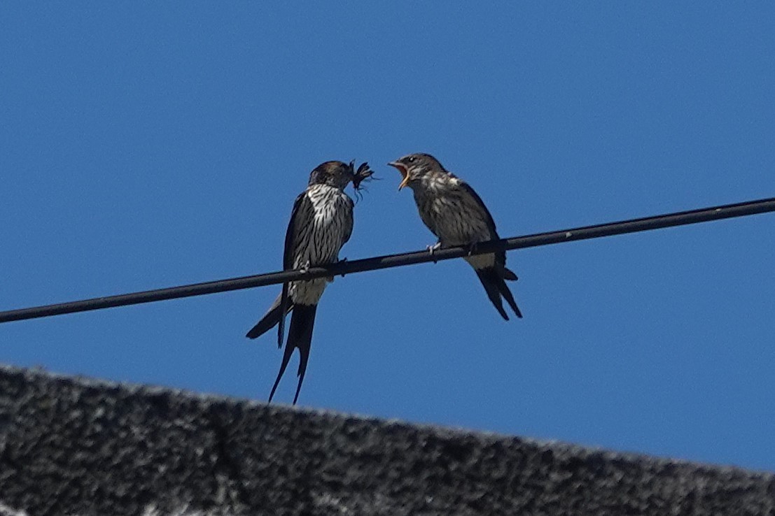 Striated Swallow - ML621835912