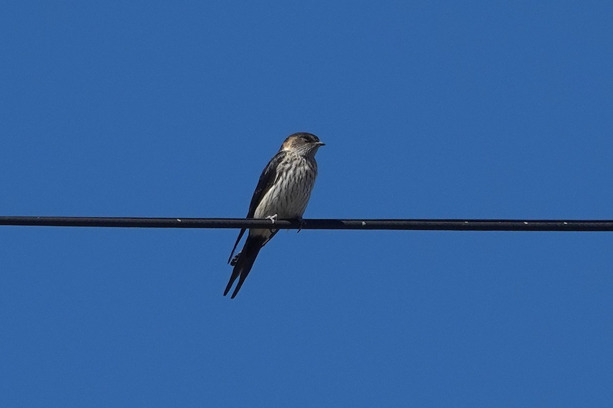 Striated Swallow - ML621835913