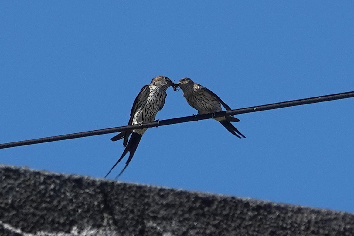 Striated Swallow - ML621835915