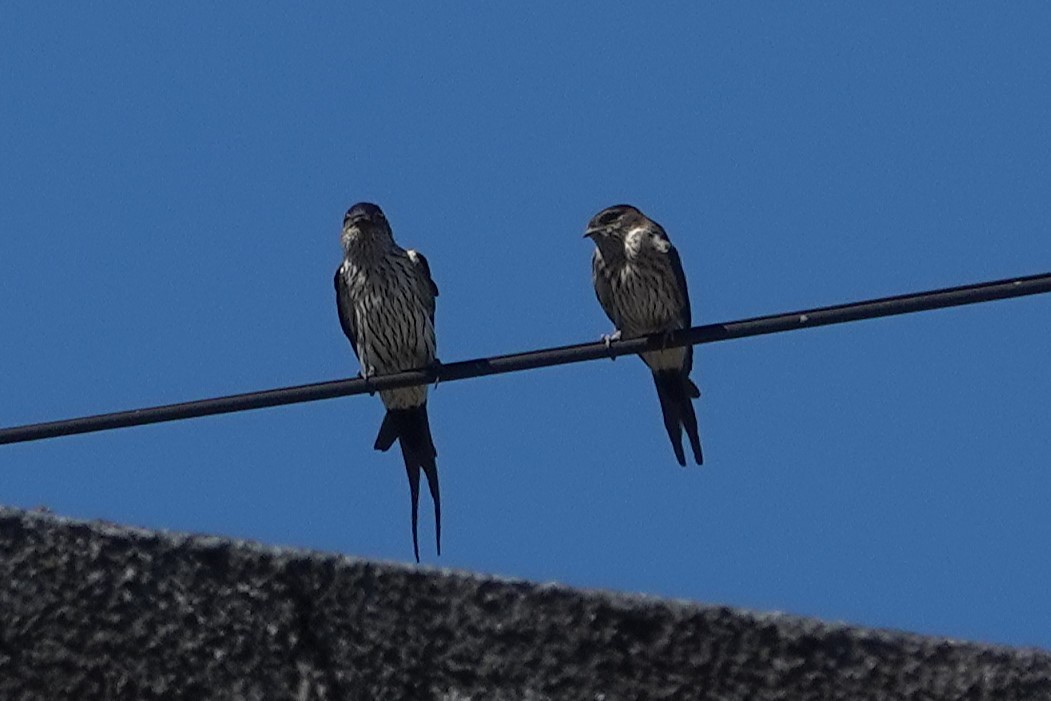 Striated Swallow - ML621835916