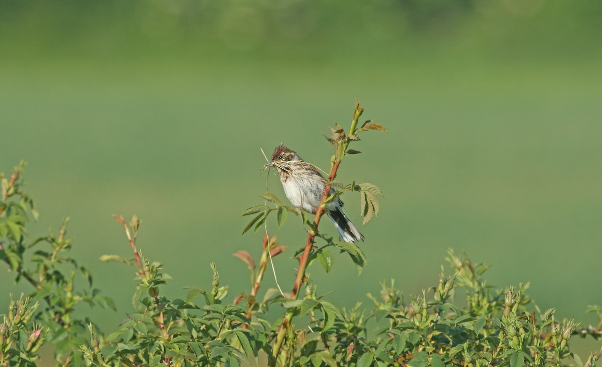 Reed Bunting - ML621835979