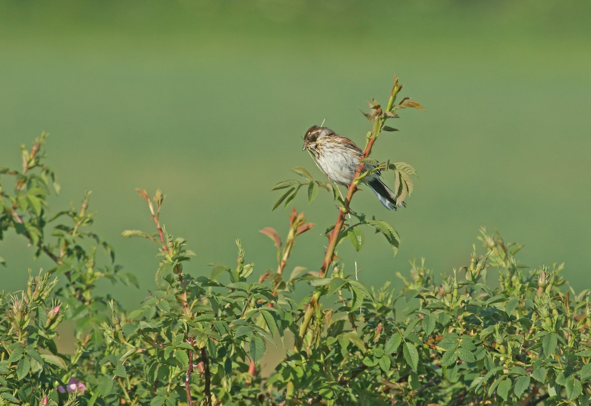 Reed Bunting - ML621835980