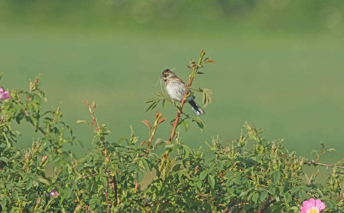 Reed Bunting - Andrew Steele