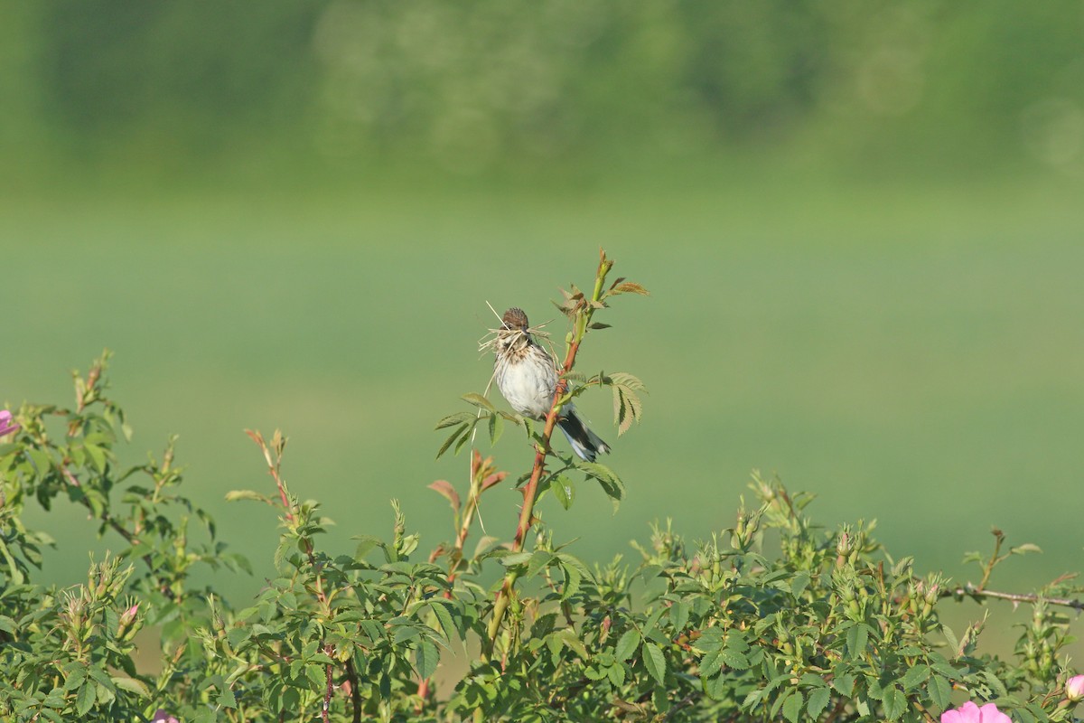 Reed Bunting - ML621835982