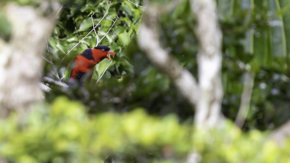 Black-capped Lory - Robert Tizard