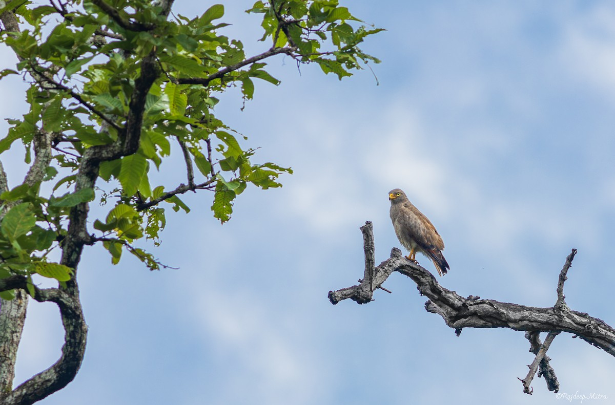 Rufous-winged Buzzard - ML621836103