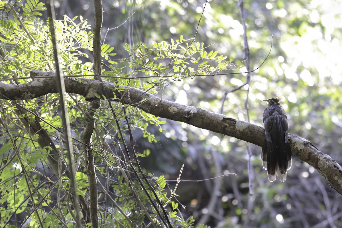 Pheasant Cuckoo - ML621836162