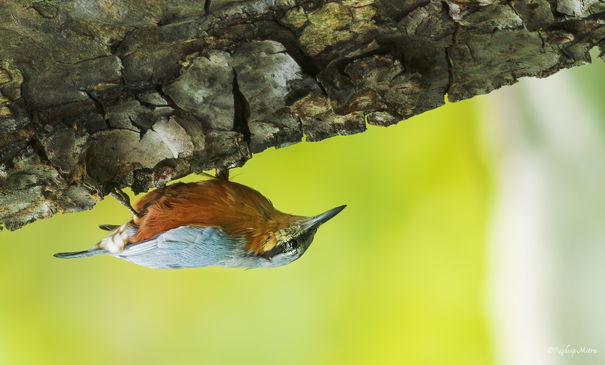 Burmese Nuthatch - ML621836206