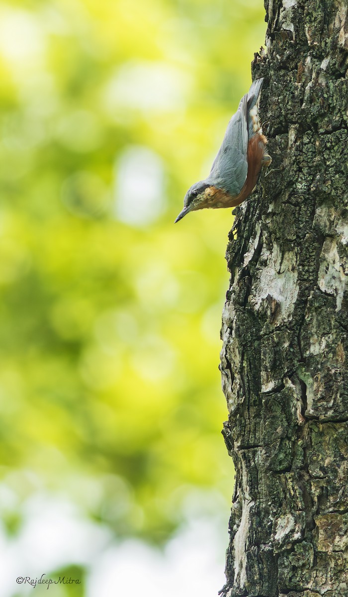 Burmese Nuthatch - ML621836207