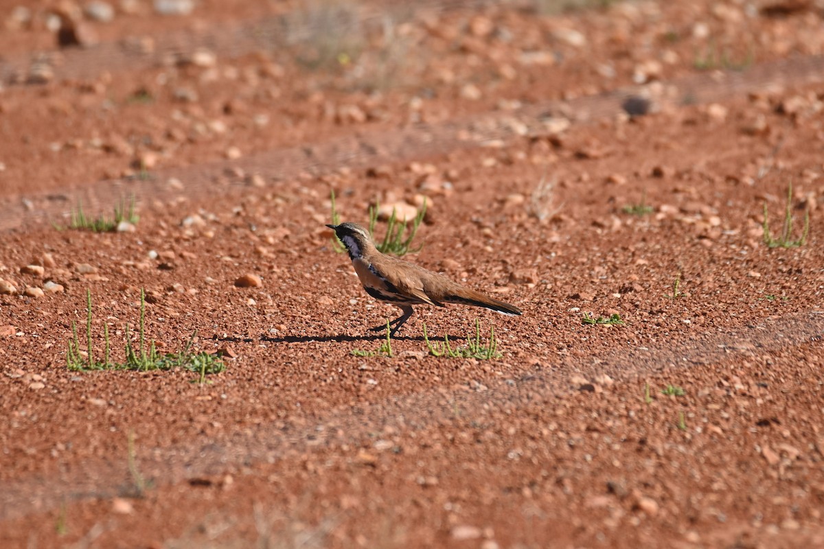 Western Quail-thrush - ML621836288