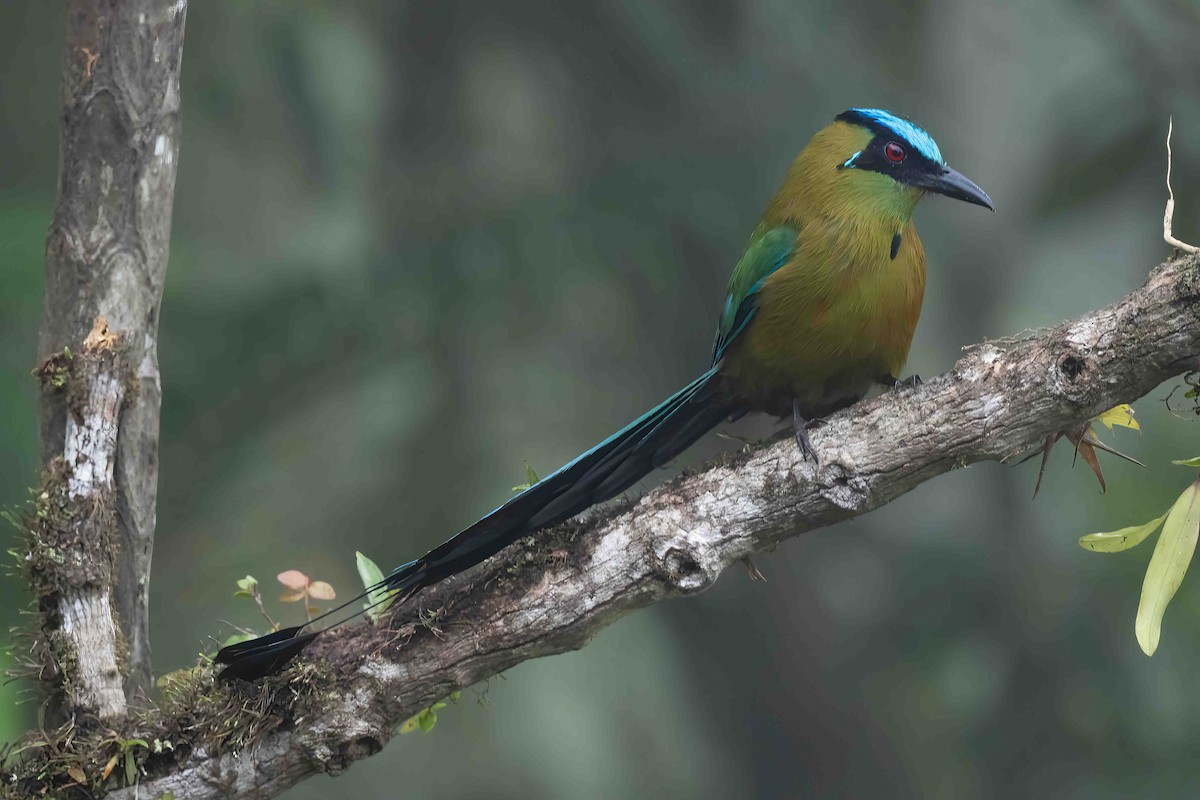 Andean Motmot - ML621836306