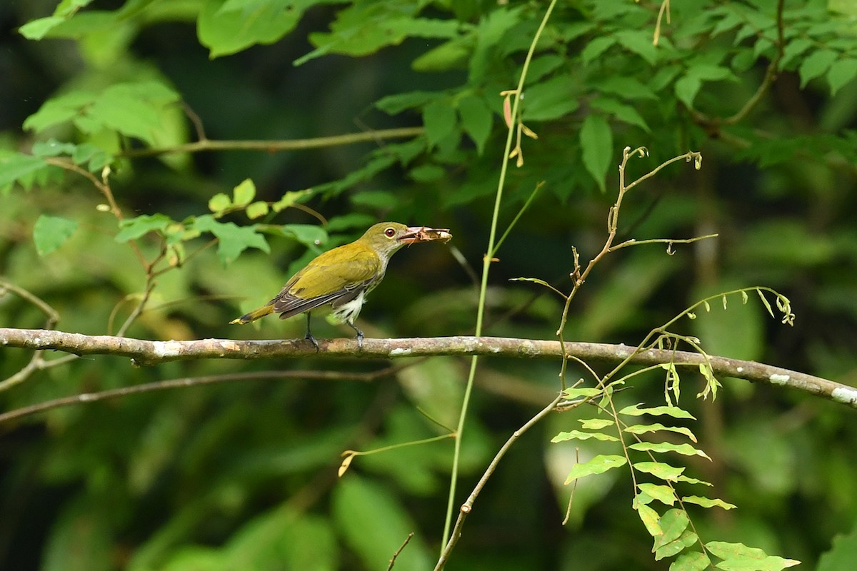 Dark-throated Oriole - ML621836336